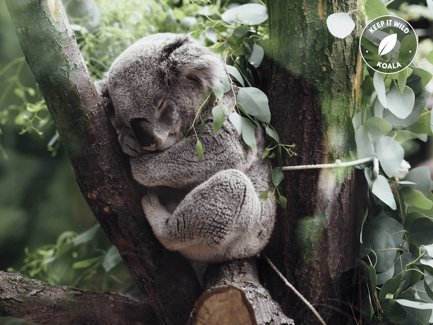 Native wildlife resting in a eucalyptus tree